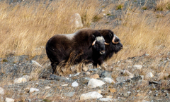 Da, zwei Moschusochsenbullen