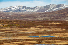 Dovre Nasjonalpark bei Hjerkinn