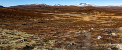 Letzter Blick auf den Dovre Nasjonalpark