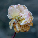 Die letzte Rosenblüte