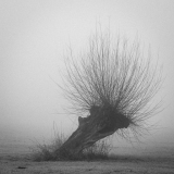Kopfweide (Salix Fragilis)