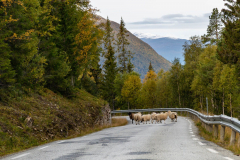 Natürliche Wegelagerer