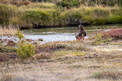 Da sitzt er, der Seeadler...