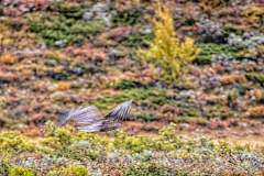 da flieht er dahin, der Seeadler