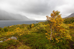 Birke im Herbstgewand