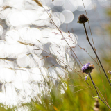 Wiesenblumen im Gegenlicht