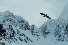 Seeadler über der Sildpolnes Halbinsel