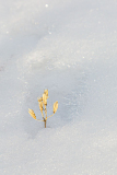 Vorbote des Frühlings oder Überbleibsel des Herbstes?