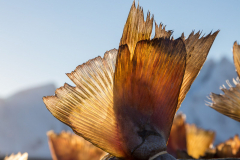 Dorschflosse im Gegenlicht