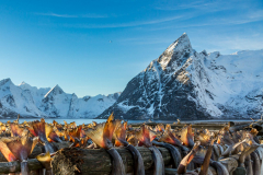Dorschflossen im Sonnenlicht
