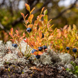 Blaubeeren im Moos