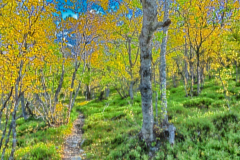 Birkenwald im Herbst