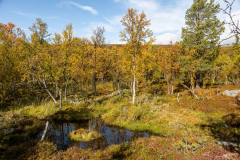 Birkenwald im Herbst