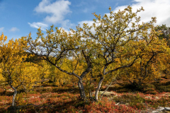 Birkenwald im Herbst