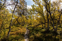 Birkenwald im Herbst