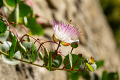 Kapernblüte