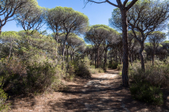 Pinienwald im Parco Regionale della Maremma
