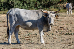 Kollege, was willst du?