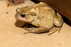 Ein kleiner Besuch aus der Natur 2