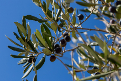 Lecker, aber erst wenn sie eingelegt sind