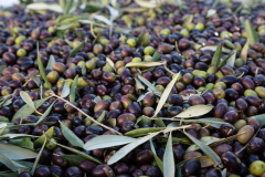 Ein großer Haufen Oliven
