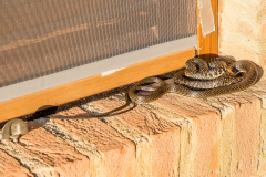 Ein kleiner Besuch aus der Natur 1