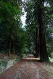 Mammutbäume als Straßenbaum