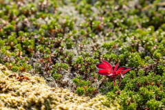 Rote Blattpflanze im Lofotenmoos